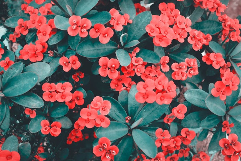 Plants