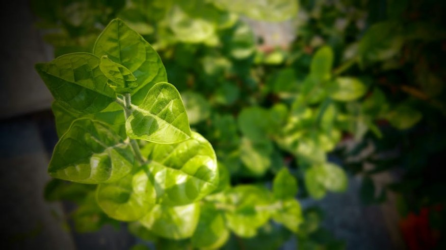 Gardening