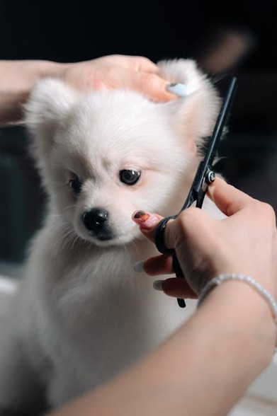 pet