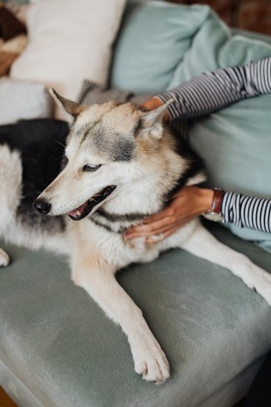 Pet bond
